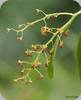 Phal. difformis